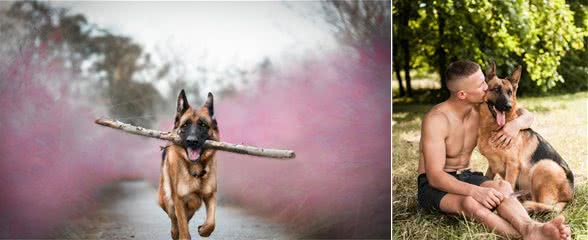 德国牧羊犬“光环”不再？这7点，导致养的人越来越少