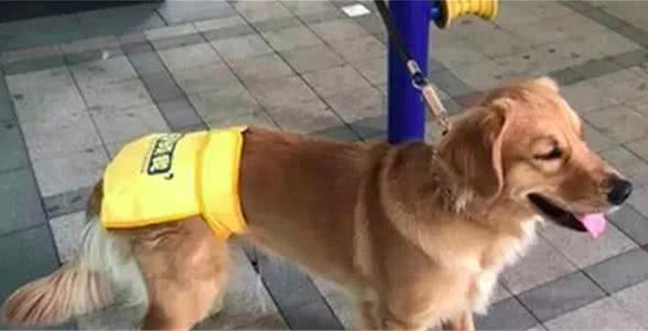 金毛来大姨妈了,主人给它穿上生理裤,上面的字让不少人会心一笑