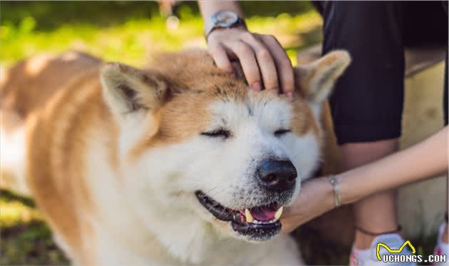 秋田犬：主人对它做这些事，它就会以为你不爱它了