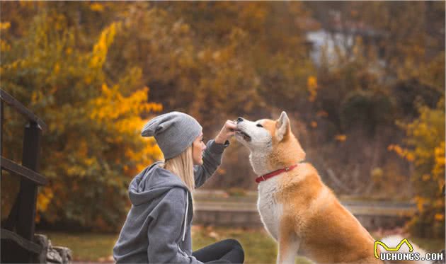 秋田犬：主人对它做这些事，它就会以为你不爱它了