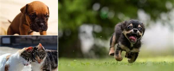 犬猫“怪癖”知多少？原来之前错怪它了