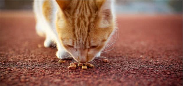 猫粮不能长期作为主食，相比昂贵猫罐头，干粮的两大缺陷更为严重