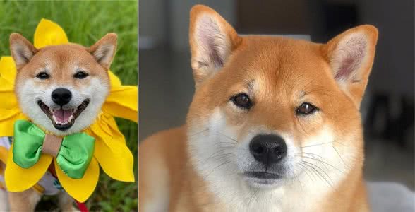 为什么柴犬价格差距那么大？到底哪里才能买到真柴犬