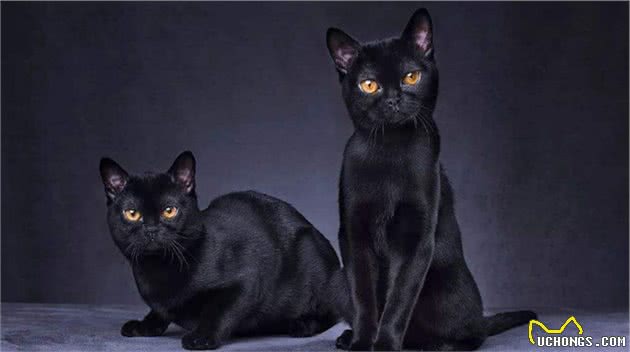 盘点最喜欢叫的4种猫咪，怕吵的人不要随便养