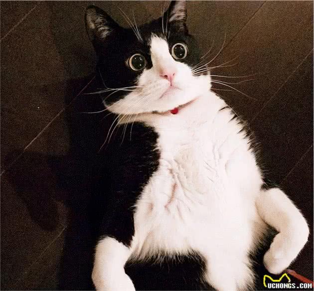 盘点最喜欢叫的4种猫咪，怕吵的人不要随便养