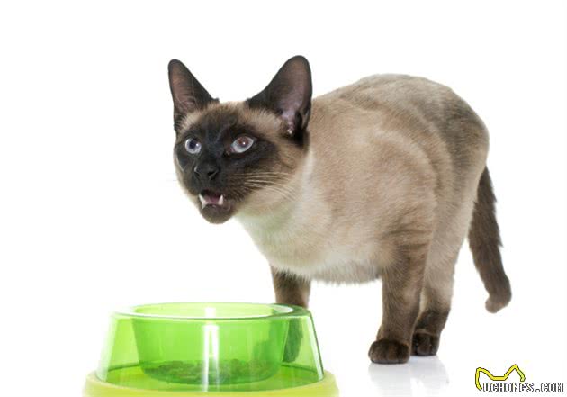 盘点最喜欢叫的4种猫咪，怕吵的人不要随便养