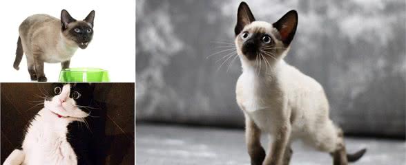 盘点最喜欢叫的4种猫咪，怕吵的人不要随便养