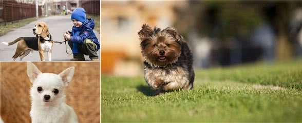 “命够长够硬”的6种小型犬，你家狗狗在吗？