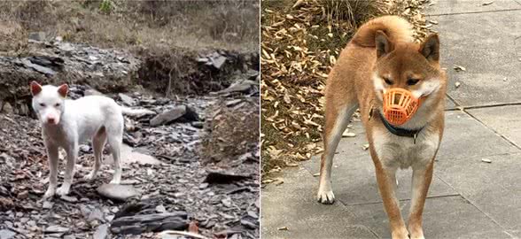 小伙在山沟“上大号”，却意外引来两只陌生狗狗，狗改不了吃屎？