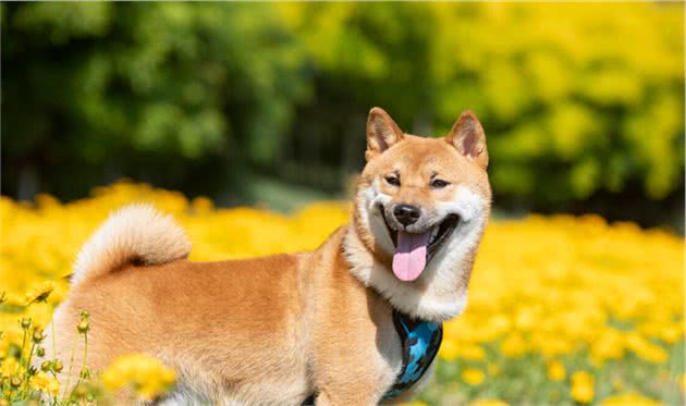 柴犬的优缺点都有哪些？你还傻傻不知道吗？