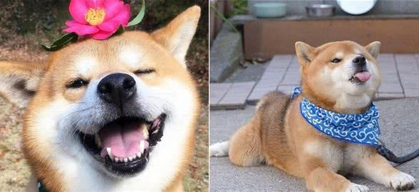 柴犬的优缺点都有哪些？你还傻傻不知道吗？