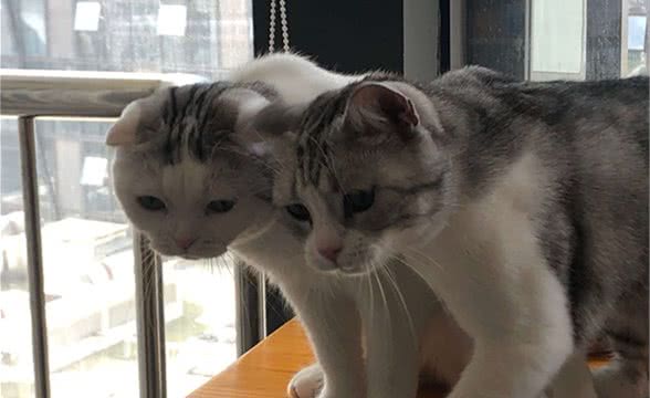伯曼猫与布偶猫的区别，一个来自美国，一个来自缅甸