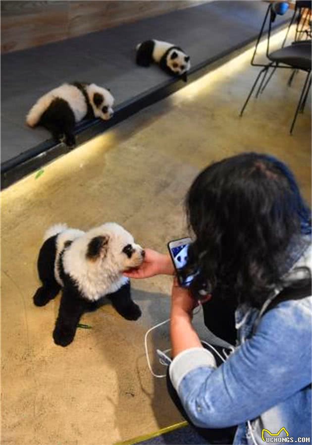 狗狗变成了大熊猫，原是美容师的手笔，但众人评价却好坏参半