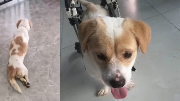 受伤的流浪犬小云获救助，你的后半生，让我们来守护