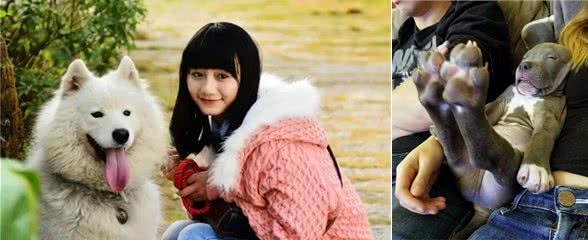 狗狗内心“认定”你,才会做出这几个动作,装不出来