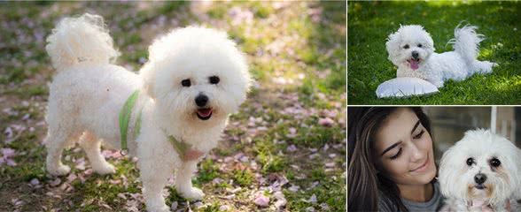 忽悠我养“比熊犬”的人，真的把我给坑惨了