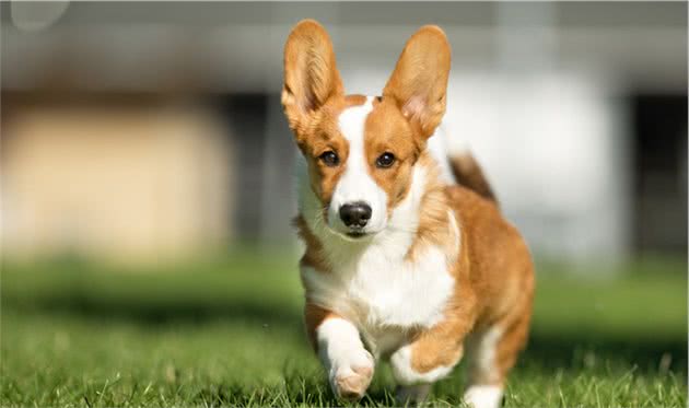 好多人之所以不养柯基犬，原来是因为它们的这些缺点！