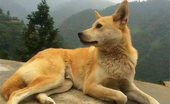 农村的大黄狗