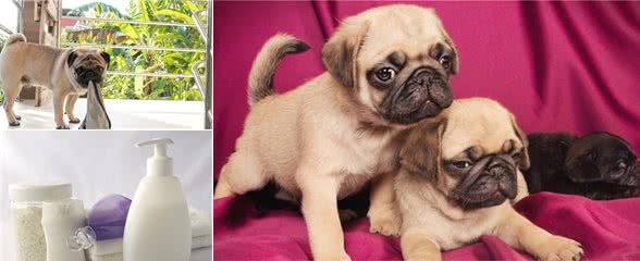 谨记!帮巴哥犬洗澡,这5个做法等于“谋杀”它