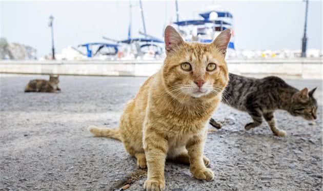 2只流浪猫狗，3张纸条，这背后是热腾腾的人心啊