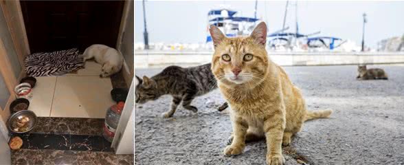 2只流浪猫狗，3张纸条，这背后是热腾腾的人心啊
