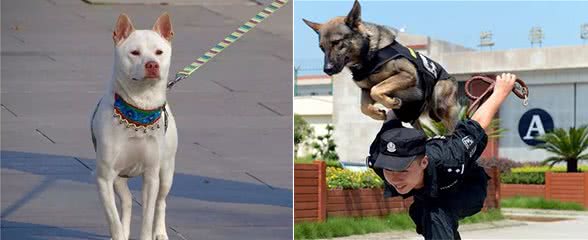 警犬中少见中华田园犬，并非土狗不争气，只因训犬成本太高！