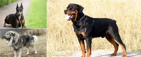 养狗，推荐这5种大型犬，养了它们安全感十足