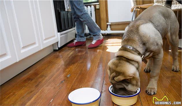 给狗喂食，放下就好？难怪狗狗会护食了