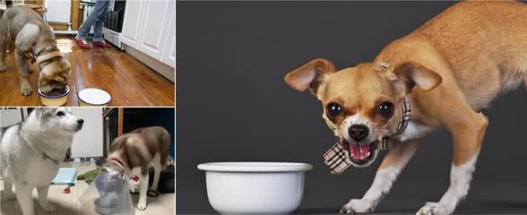 给狗喂食，放下就好？难怪狗狗会护食了