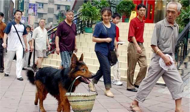 昆明犬到底有多优秀？只有养过的人才懂