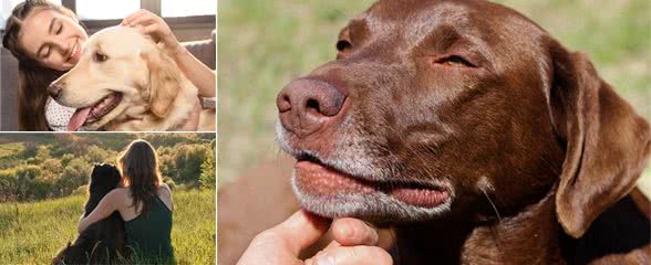 如何表达对自己爱犬的爱，让你家爱犬更听你的，让狗狗安静下来