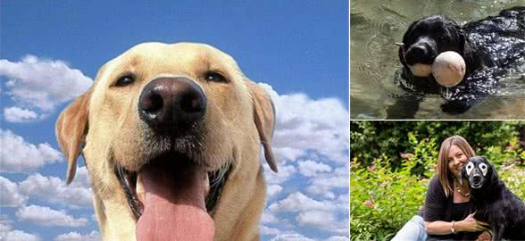 拉布拉多的5个优点,爱养的人这么多,一点都不过分!