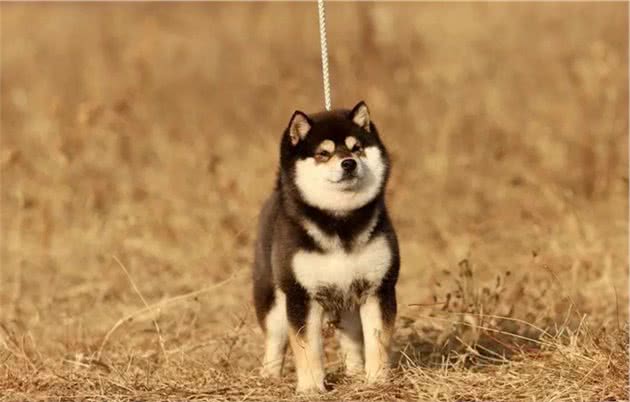 想买柴犬却怕别骗？柴犬挑选秘籍传授你