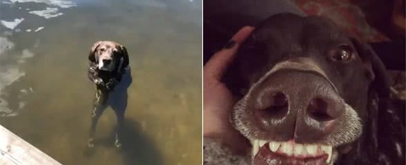 狗狗湖水中站立漂浮露出一脸渴望，妈顿时笑翻：又在暗示什么啦？
