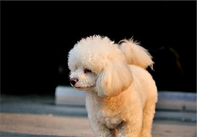 养泰迪犬，它的饮食需要注意什么？