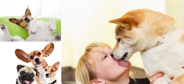 狗狗丰富的肢体语言都代表了什么?