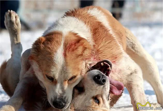 激烈的中亚牧羊犬争霸赛：为了血统，不得不战