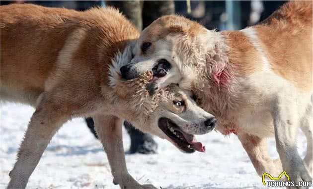 激烈的中亚牧羊犬争霸赛：为了血统，不得不战