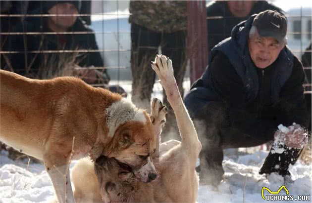 激烈的中亚牧羊犬争霸赛：为了血统，不得不战