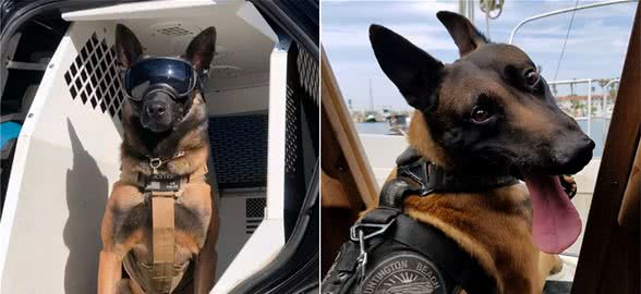 如今，中国使用的7大警犬，个个都是好帮手