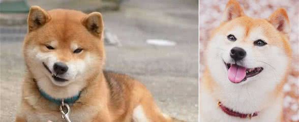 柴犬的几大优点，看完真想养上一只