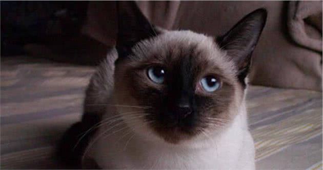 “猫中之狗”的暹罗猫少人养？除了价格高，还有这6个原因