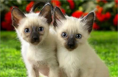 “猫中之狗”的暹罗猫少人养？除了价格高，还有这6个原因