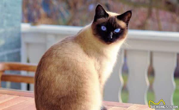 “猫中之狗”的暹罗猫少人养？除了价格高，还有这6个原因