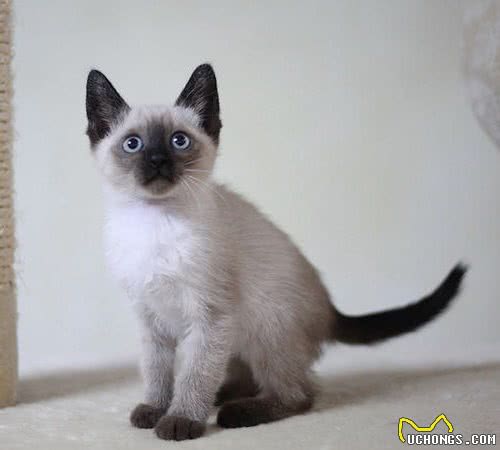 “猫中之狗”的暹罗猫少人养？除了价格高，还有这6个原因