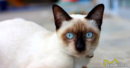 “猫中之狗”的暹罗猫少人养？除了价格高，还有这6个原因