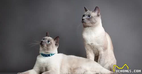 “猫中之狗”的暹罗猫少人养？除了价格高，还有这6个原因