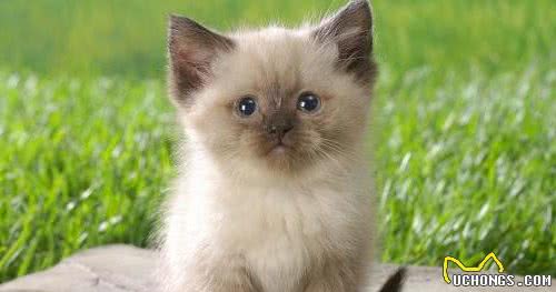 “猫中之狗”的暹罗猫少人养？除了价格高，还有这6个原因