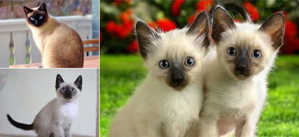 “猫中之狗”的暹罗猫少人养？除了价格高，还有这6个原因