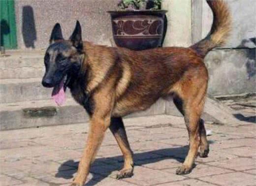 马犬流鼻涕怎么办，马犬流鼻涕有哪些原因